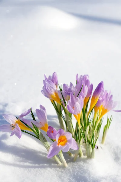 Primeras flores de azafrán azul, azafrán de primavera en la nieve esponjosa —  Fotos de Stock