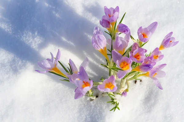 Primeras flores de azafrán azul, azafrán de primavera en la nieve esponjosa —  Fotos de Stock
