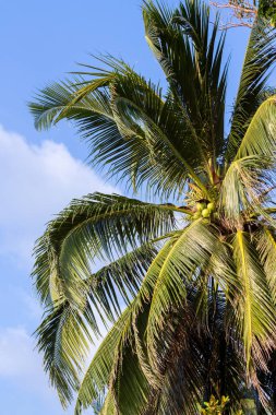 Hindistan cevizi palmiye ağacı üzerinde mavi gökyüzü