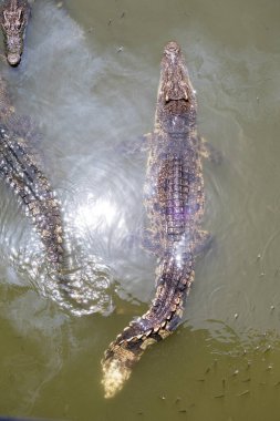 Suda bir timsah resmi. Sürüngenler