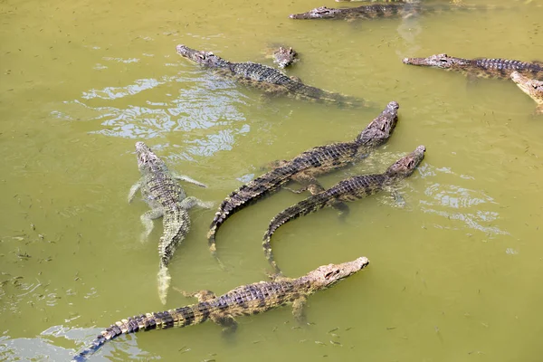 Image Crocodile Water Reptiles — Stock Photo, Image