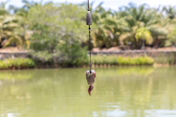 Bait on a hook for catching predatory fish