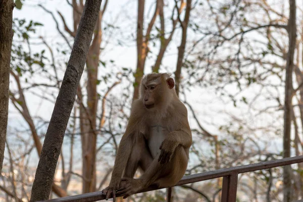 Monyet Itu Duduk Atas Pagar — Stok Foto