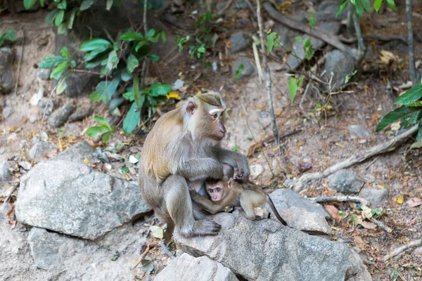 Seekor Monyet Dengan Satu Anak Serigala — Stok Foto