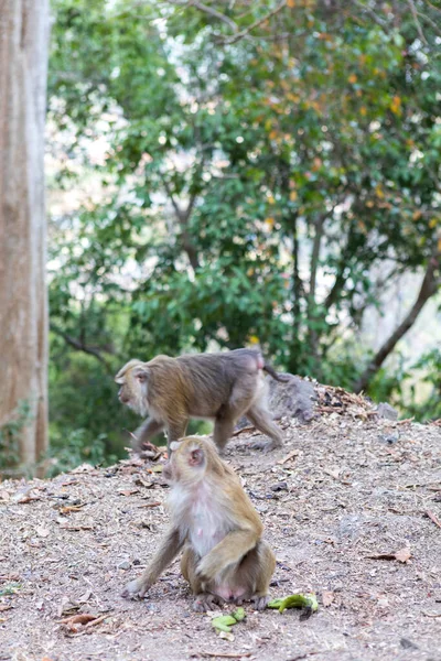 猴子带着香蕉在去猴子山的路上 — 图库照片