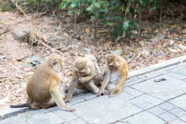 Three monkeys sit on the way to monkey mountain