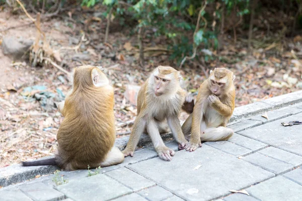Tiga Monyet Duduk Jalan Untuk Monyet Gunung — Stok Foto