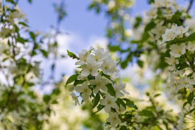 Güneşli bahar gününde elma ağacı çiçekleri.