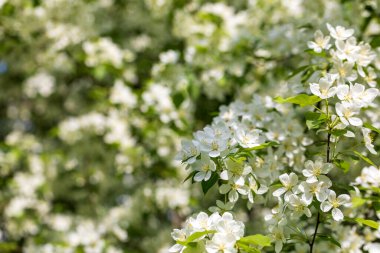 Güneşli bahar gününde elma ağacı çiçekleri.