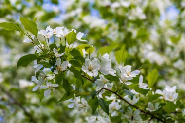 Güneşli bahar gününde elma ağacı çiçekleri.