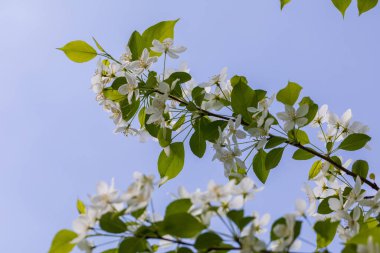 Güneşli bahar gününde elma ağacı çiçekleri.