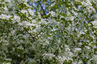 Güneşli bahar gününde elma ağacı çiçekleri.