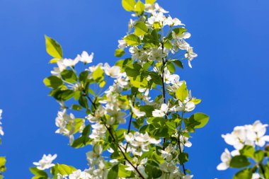 Güneşli bahar gününde elma ağacı çiçekleri.