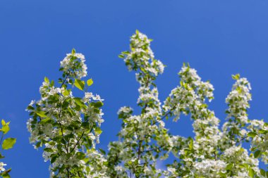 Güneşli bahar gününde elma ağacı çiçekleri.