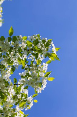 Güneşli bahar gününde elma ağacı çiçekleri.