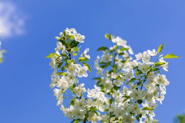 Güneşli bahar gününde elma ağacı çiçekleri.