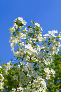 Güneşli bahar gününde elma ağacı çiçekleri.