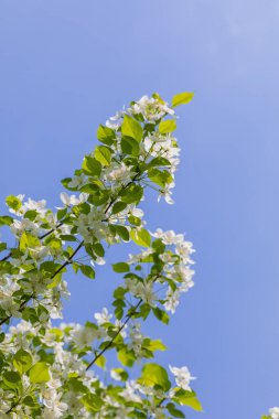 Güneşli bahar gününde elma ağacı çiçekleri.
