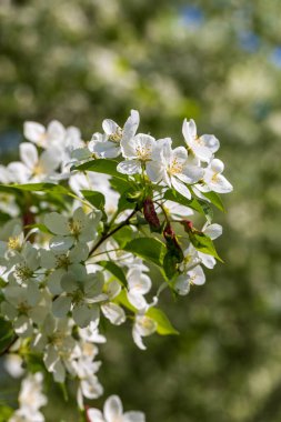 Güneşli bahar gününde elma ağacı çiçekleri.
