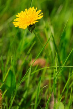 Sarı karahindiba. Yeşil bahar otlaklarının arka planında parlak çiçekler..
