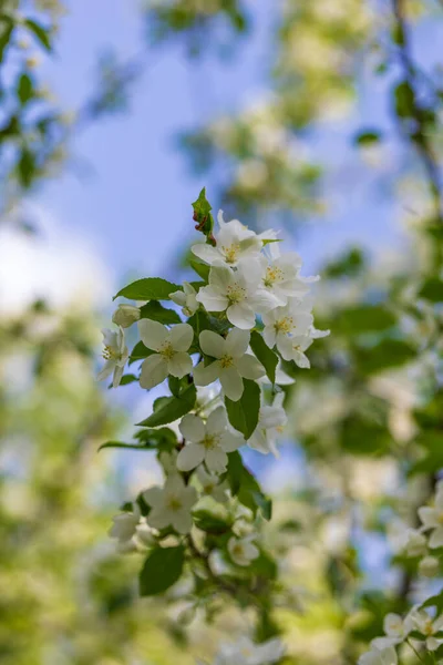 Appelboom Bloemen Zonnige Lentedag — Stockfoto