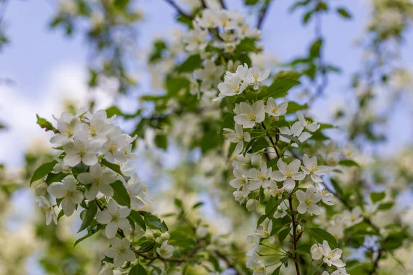 Appelboom Bloemen Zonnige Lentedag — Stockfoto