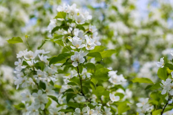 Appelboom Bloemen Zonnige Lentedag — Stockfoto