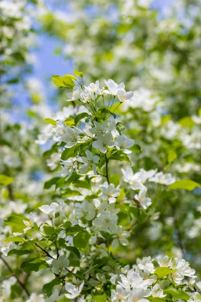 Appelboom Bloemen Zonnige Lentedag — Stockfoto