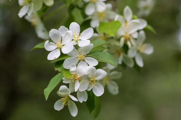 Äppelträd Blommor Solig Vårdag — Stockfoto