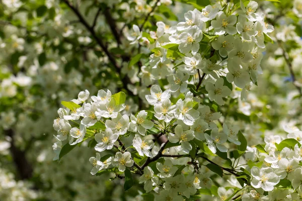 Appelboom Bloemen Zonnige Lentedag — Stockfoto