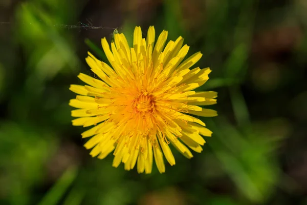 黄色のタンポポだ 緑の春の牧草地を背景に明るい花のタンポポ — ストック写真