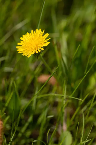 Pissenlits Jaunes Fleurs Lumineuses Pissenlits Sur Fond Prairies Printanières Vertes — Photo