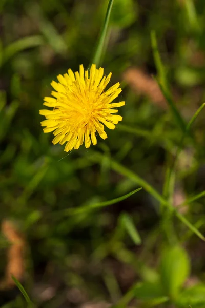 黄色のタンポポだ 緑の春の牧草地を背景に明るい花のタンポポ — ストック写真