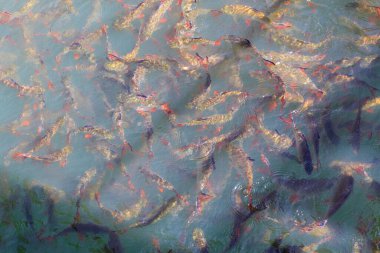 Beslenmek için bir tatlı su balığı sürüsü