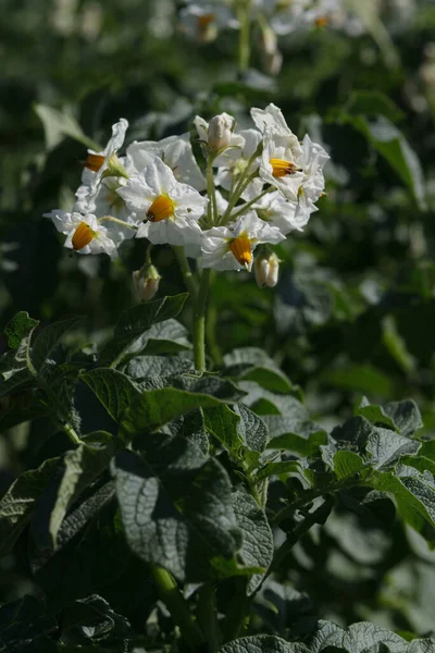 野菜のベッドに花のついたジャガイモの植物 — ストック写真