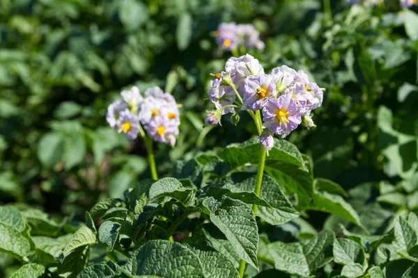 野菜のベッドに花のついたジャガイモの植物 — ストック写真