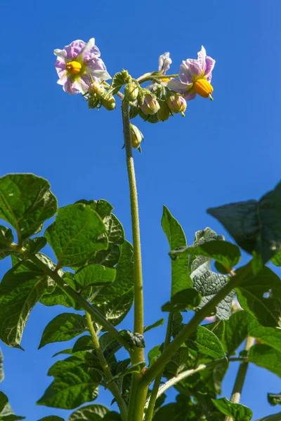 野菜のベッドに花のついたジャガイモの植物 — ストック写真