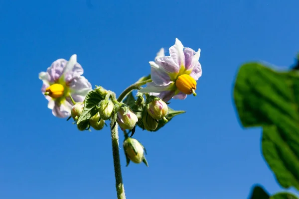 野菜のベッドに花のついたジャガイモの植物 — ストック写真