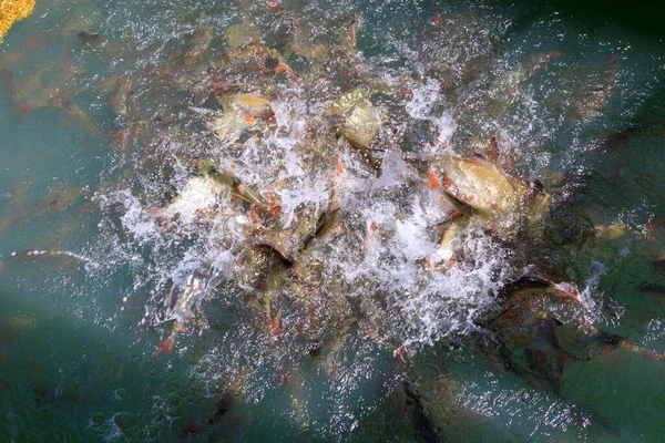 Uma Escola Peixes Água Doce Para Alimentação — Fotografia de Stock