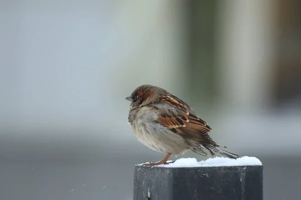 Een Bevroren Mus Een Paal — Stockfoto