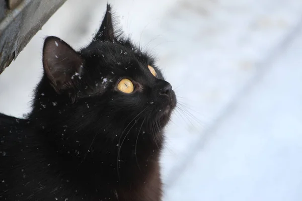 Чорний Кіт Снігу Під Час Снігопаду — стокове фото
