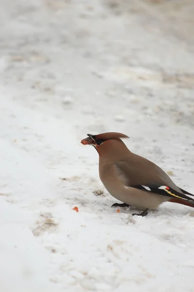 Pestvogels Sneeuw — Stockfoto