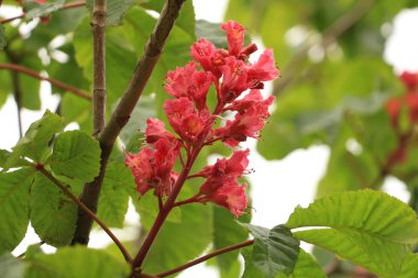 pembe kestane çiçekler yakın çekim