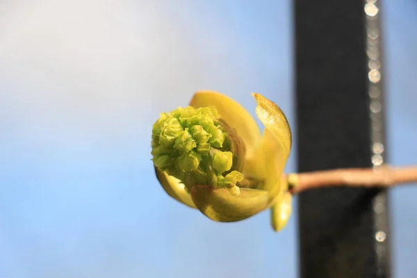 Brote Primavera Verde Cerca — Foto de Stock