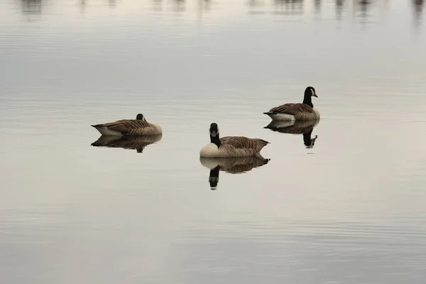 Flock Canadian Geese Lake — Stock Photo, Image
