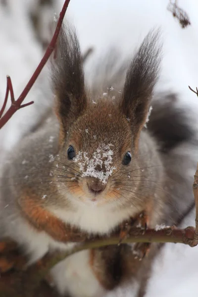 降雪時木にリスします — ストック写真