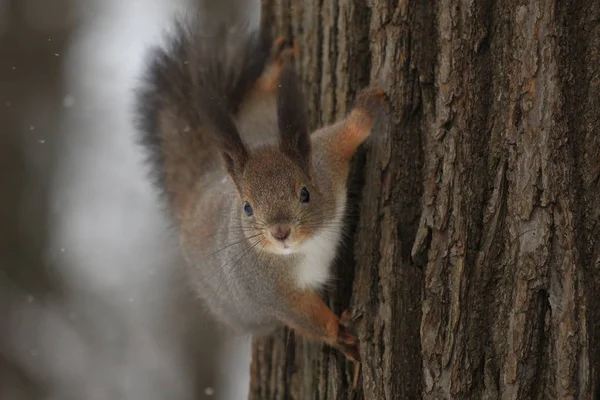 Eichhörnchen Auf Einem Baum Bei Schneefall — Stockfoto