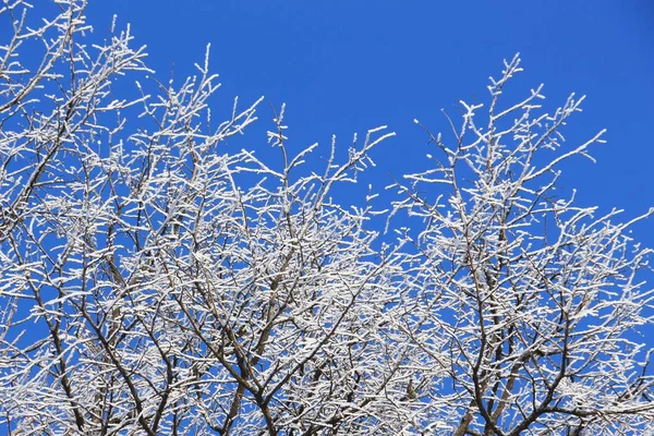 Větve Stromu Pokryté Jinovatka Pozadí Modré Oblohy — Stock fotografie