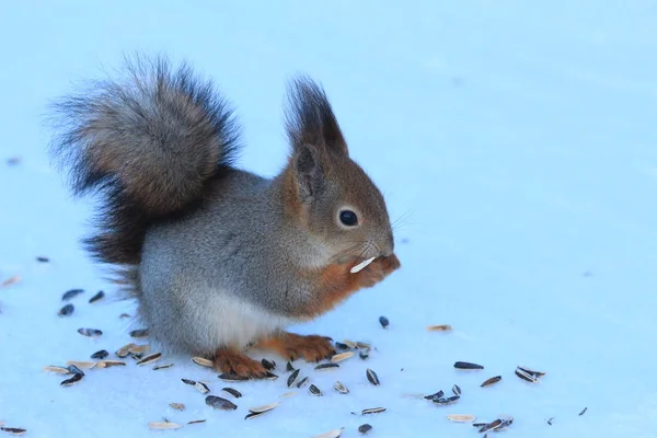 Eichhörnchen Winterpark Auf Weißem Schnee Der Sonnenblumenkerne Isst — Stockfoto