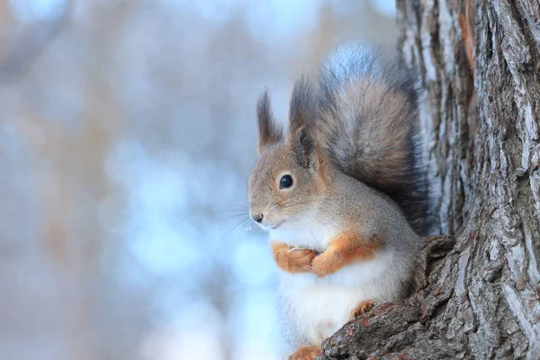 Ein Eichhörnchen Auf Einem Baum Winterpark — Stockfoto